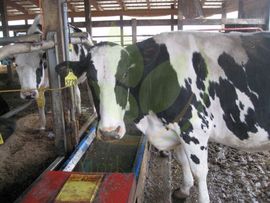Обеспечение коров водой 